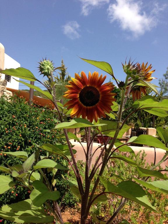 Agroturismo Xarc Santa Eularia des Riu Buitenkant foto